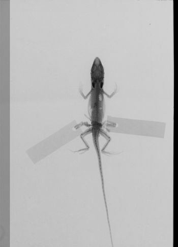 Media type: image;   Herpetology R-154955